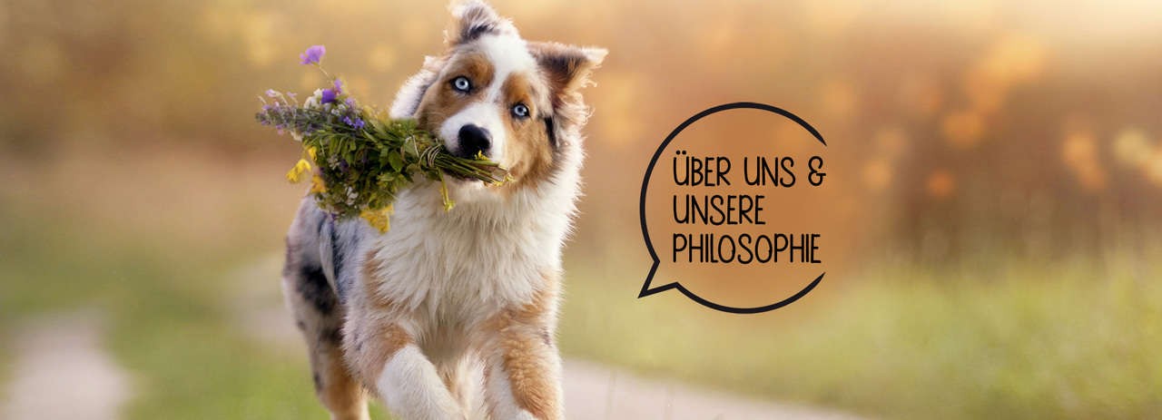 Australian Shepherd in der Sommerwiese